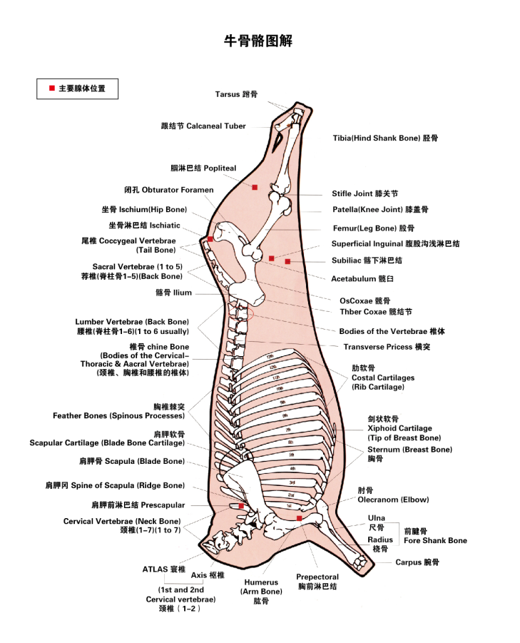 牛骨骼图解