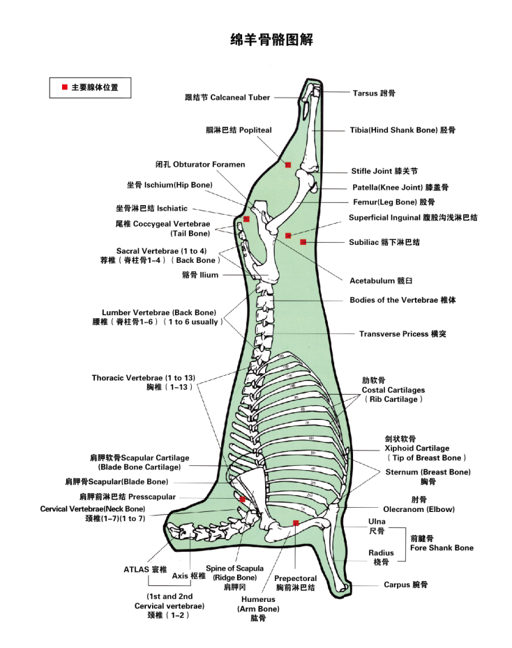 羊骨骼图解